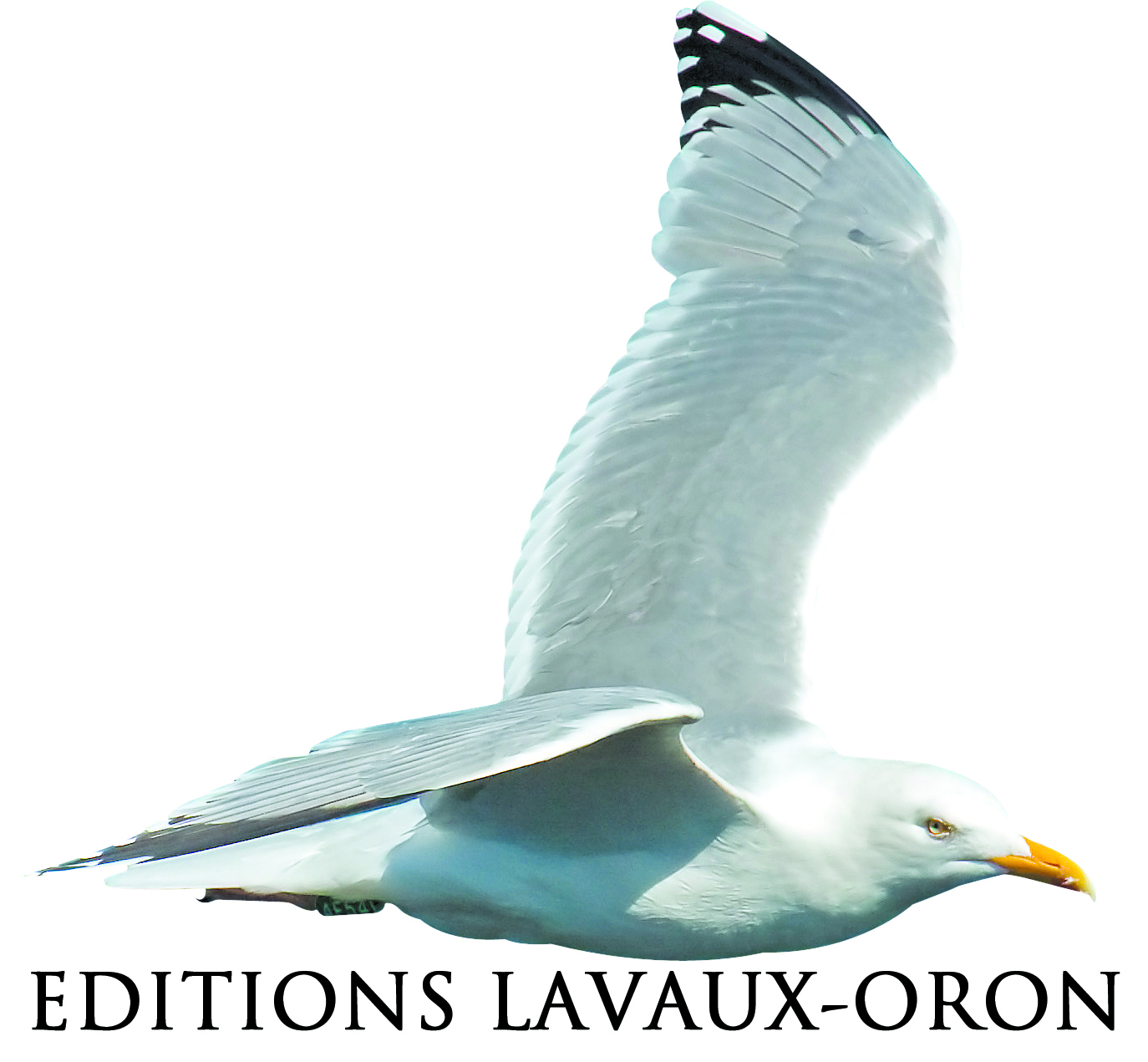 http://www.le-courrier.ch/wp-content/uploads/2014/10/goeland.jpg http://www.le-courrier.ch/wp-content/uploads/2014/10/goeland.jpg